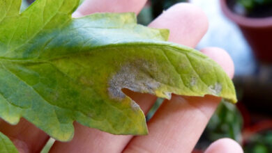 Photo of Plantas de aranha verdes sólidas: porque é que a planta aranha perde a sua cor verde?