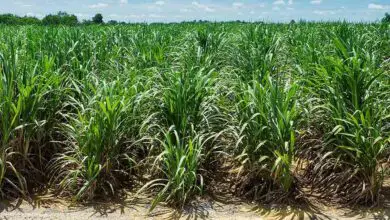 Photo of Plantas de cana de açúcar resistentes ao frio: A cana de açúcar pode ser cultivada no inverno?