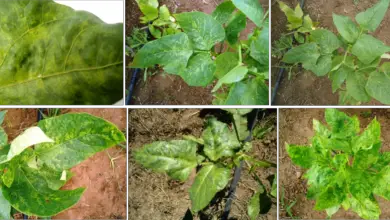 Photo of Plantas de Carda Doentes: Identificando os Sinais da Doença de Carda