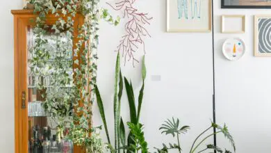 Photo of Plantas de casa vitorianas: cuidar de plantas antiquadas na sala de estar