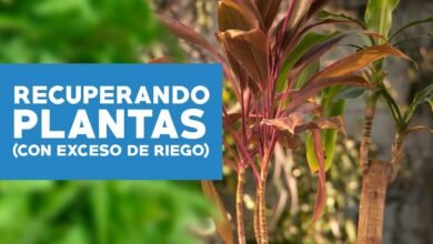 Photo of Plantas de contentores inundadas: dicas para replantar uma planta grande