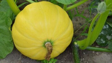 Photo of Plantas de Cushaw Squash – Como e quando plantar Cushaw Squash