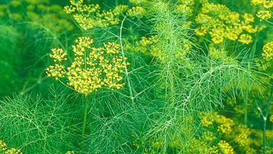 Photo of Plantas de endro amarelo: Porque é que a minha planta de endro fica amarela?