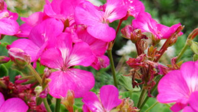 Photo of Plantas de floração