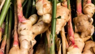 Photo of Plantas de gengibre hidropônico – O gengibre pode ser cultivado na água?