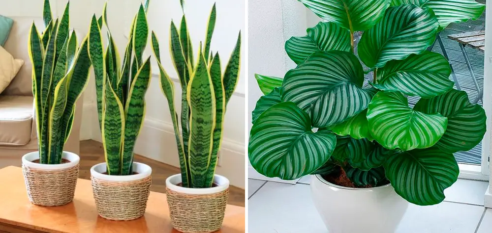 Plantas de pouca luz perfeitas para espaços interiores - Colvin