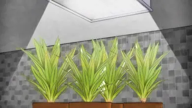 Photo of Plantas de interior voltadas para o oeste – Tratamento de plantas de interior com janelas voltadas para o oeste