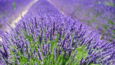 Photo of Plantas de lavanda com doença de Xylella: cuidados com a Xylella nas plantas de lavanda