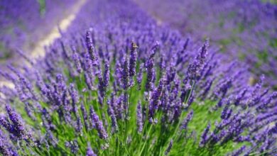 Photo of Plantas de lavanda espanhola – Como cultivar lavanda espanhola no jardim