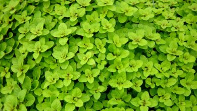 Photo of Plantas de Orégãos da Síria: Aprendendo a cultivar Ervas de Orégãos da Síria