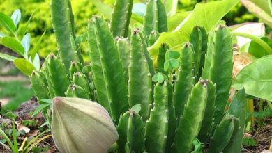 Photo of Plantas de origem sul-africana