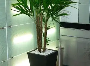 Photo of Plantas de palmeira de sala de estar: Como cuidar de uma planta de palmeira de sala de estar