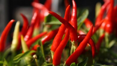 Photo of Plantas de pimenta de cabeça para baixo: Aprenda a cultivar pimenta de cabeça para baixo