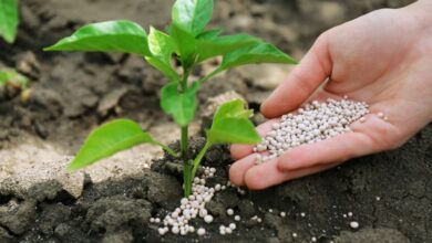 Photo of Plantas doentes de sésamo – Saiba mais sobre problemas comuns com sementes de sésamo