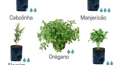 Photo of Plantas domésticas de sucesso em crescimento