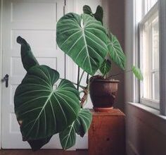 Photo of Plantas Domésticas Philodendron : Como cultivar uma planta doméstica Philodendron