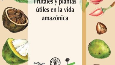 Photo of Plantas em vasos e esquilos: Aprenda a proteger as plantas em vasos dos esquilos