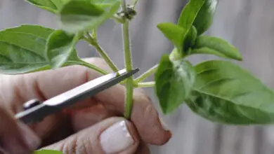 Photo of Plantas lenhosas de manjericão: O que fazer com os caules lenhosos