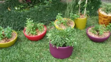 Photo of Plantas medicinais – Dicas para cultivar um jardim de plantas medicinais
