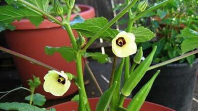 Photo of Plantas ornamentais: Conselhos para o cultivo de quiabos em vasos e canteiros de jardim