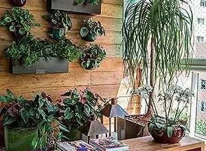 Photo of Plantas para decorar o seu jardim, a sua varanda e o seu interior