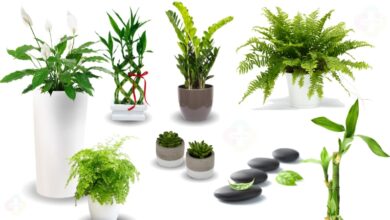 Photo of Plantas para harmonizar o lar e os relacionamentos