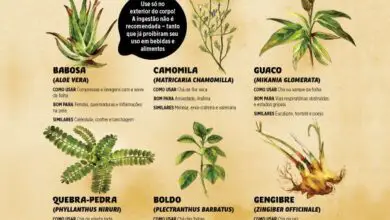 Photo of Plantas para jardins de chá: como preparar as melhores plantas para o chá