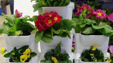 Photo of Plantas para plantadores de varanda