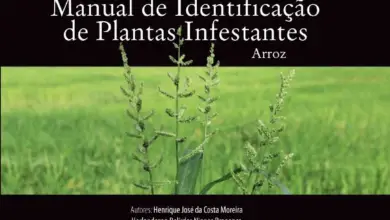 Photo of Plantas perenes ou ervas daninhas lenhosas