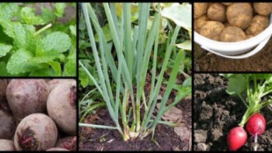 Photo of Plantas que crescem facilmente para semear