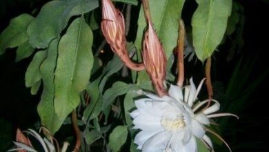 Photo of Plantas que florescem durante a noite