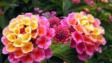 Photo of Plantas que florescem durante todo o ano e algumas dicas para si…