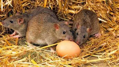 Photo of Plantas que os ratos não comem – O que os ratos não gostam