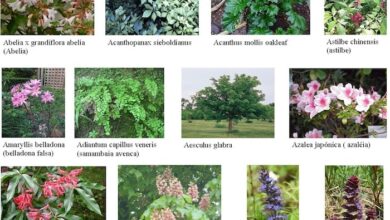 Photo of Plantas que preferem solos alcalinos