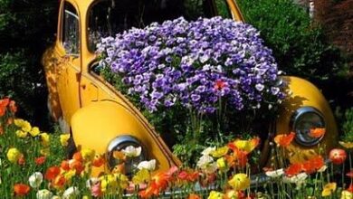 Photo of Plantas que se auto-semeam todos os anos