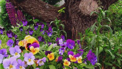 Photo of Plantas que toleram geadas pesadas