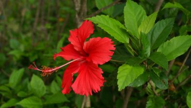 Photo of Plantas semelhantes ao Hibisco que não podem faltar no seu jardim.