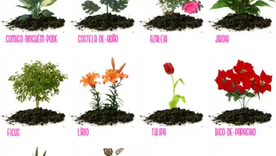 Photo of Plantas tóxicas para animais de estimação