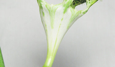 Photo of Plante Paracaidas, Ceropegia