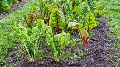 Photo of Plantio de acelgas na Primavera: Quando plantar acelgas na Primavera