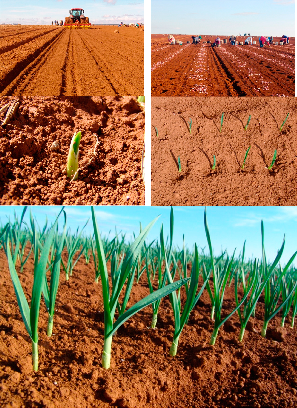 Plantio de alho de companhia : Plantio de alho de companhia - Noticias