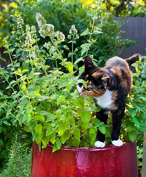 Photo of Plantio de catnip – Como cultivar catnip