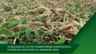 Photo of Plantio de menta para cobertura do solo: como usar a menta para retenção do solo