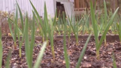 Photo of plantio de plantas de cama na primavera e no inverno