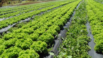 Photo of Plantio de sementes de alface Loma – Como cultivar uma planta de alface Loma