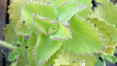 Photo of Plectranthus amboinicus Bourrache indienne, thym antillais, originan cubain