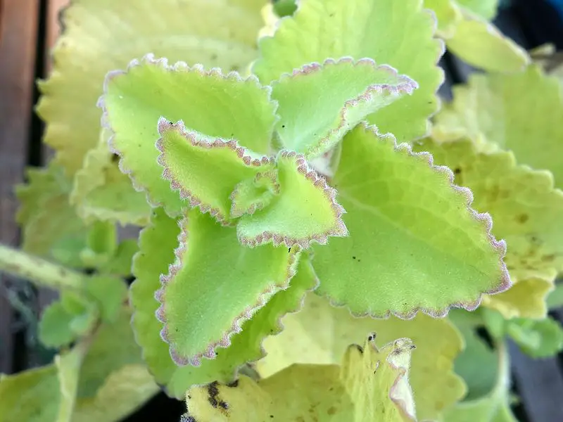 Plectranthus amboinicus Bourrache indienne, thym antillais, originan