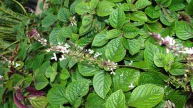 Photo of Plectranthus ciliatus ou Money Plant Care