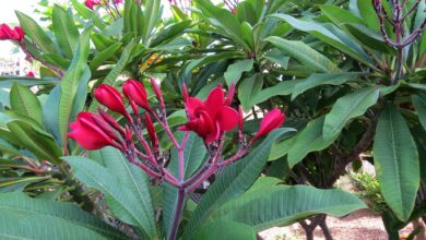 Photo of Plumeria rubra, Plumaria ou Frangipan