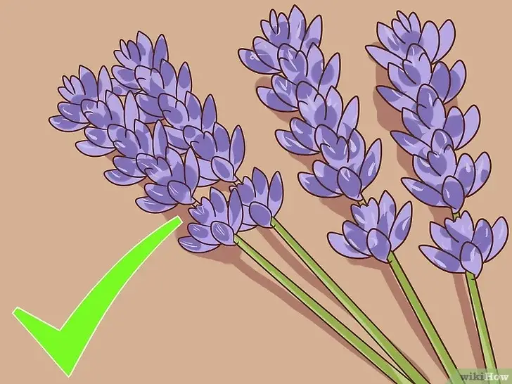 Photo of Poda da lavanda – Como podar correctamente a lavanda